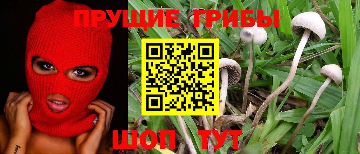 Псилоцибиновые грибы Cubensis  Вход с VPN  наркота  Людиново  Псилоцибиновые грибы мицелий 